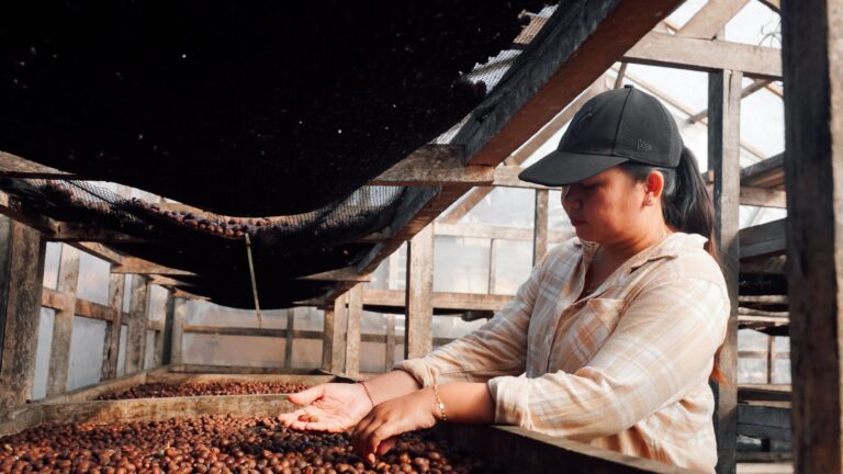 Ni Wayan Suryani hand sorting coffee cherry